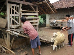 Kisah Abah Awih yang Gigih Beternak saat Anak-anak Muda Pilih Jadi Buruh Pabrik