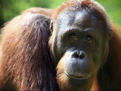 Jumlah Perdagangan Kera di Dunia dan Indonesia Lebih Besar dari Perkiraan