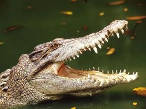 Pemuda Riau Diterkam Buaya di Sungai hingga Patah Tulang Tangan Pemuda Riau Diterkam Buaya di Sungai hingga Patah Tulang Tangan