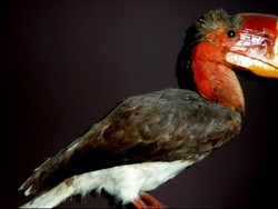 Rangkong Gading Kalimantan Dapat Status Perlindungan Tambahan