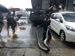 Cerita Petugas yang Sering Temukan Ular dan Biawak Saat Banjir di Jakarta Cerita Petugas yang Sering Temukan Ular dan Biawak Saat Banjir di Jakarta