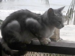 Cat Beach di Malaysia, Destinasi Unik untuk Traveler Pecinta Kucing