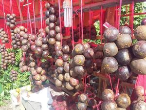 Buah Tangan Manis dari Pidie Jaya, Aceh