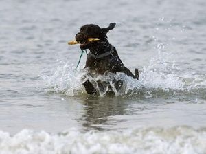 Heroik, Anjing Wales Ini Selamatkan Kaki Palsu Turis yang Hanyut di Laut