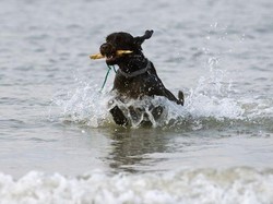 Heroik, Anjing Wales Ini Selamatkan Kaki Palsu Turis yang Hanyut di Laut