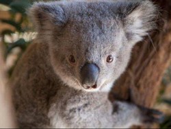 Persahabatan Koala dan Kupu-Kupu Ini Tertangkap Kamera