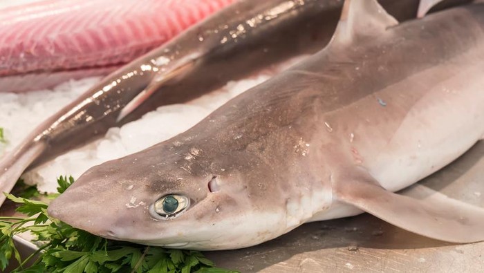 Bahaya! Kenapa Anak-Anak Sebaiknya Tidak Makan Ikan Hiu?