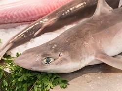 Dosen IPB Tegaskan Ikan Hiu Bukan Bahan Pangan yang Aman bagi Anak! Dosen IPB Tegaskan Ikan Hiu Bukan Bahan Pangan yang Aman bagi Anak!