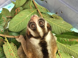 BBKSDA Jabar Amankan 16 Satwa Liar Dilindungi dari Kampung Gajah