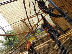 Lebih Dekat dengan Aneka Satwa di Batu Secret Zoo
