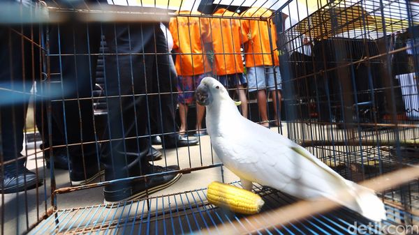 Polisi Ungkap Kasus Perdagangan Satwa Ilegal