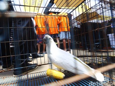 Polisi Ungkap Kasus Perdagangan Satwa Ilegal