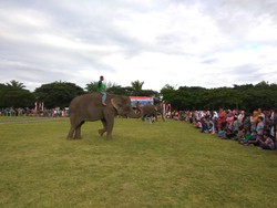 Hibur Warga Aceh, 2 Gajah Ini Asyik Berjoget & Main Bola
