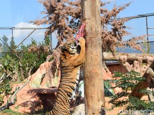 Di Eropa, Harimau Sumatera Jadi Ikon Perlindungan Satwa Langka Di Eropa, Harimau Sumatera Jadi Ikon Perlindungan Satwa Langka