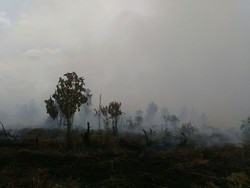 Kebakaran Lahan Kembali Terjadi di Kabupaten Kampar Riau