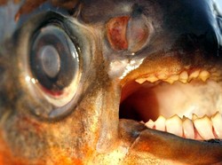 Sungai yang Punya Ikan Bergigi Manusia