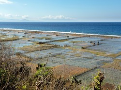 Inilah Sawah di Tengah Laut Bali