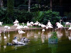 Hong Kong Punya Pertunjukkan Burung di Tengah Kota