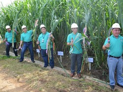 RNI, Pertamina, dan Toyota Kembangkan Rumput Gajah Jadi Biofuel