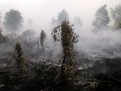 Polda Riau Digugat Terkait SP3 15 Perusahaan dalam Kasus Kebakaran Lahan