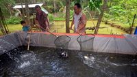 YDBA Gandeng Petani Luncurkan Program Unggulan Hortikultura