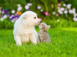 Intip Rahasia Makanan Sehat untuk Anjing dan Kucing