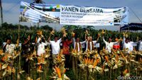 Mentan dan Mendag Panen Jagung Bersama Bagus Kurniawan