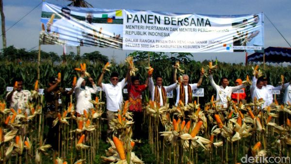 Mentan dan Mendag Panen Jagung Bersama Bagus Kurniawan
