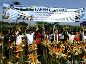 Mentan dan Mendag Panen Jagung Bersama Bagus Kurniawan