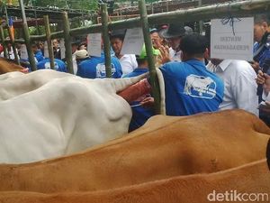 Mentan Canangkan Program 3 Juta Ternak Sapi Bunting pada 2017