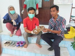 Patut Dicontoh! Warga Serahkan Kukang dan Orangutan ke BKSDA