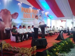 4 Menteri Jokowi Panen Anak Sapi Di Lamongan