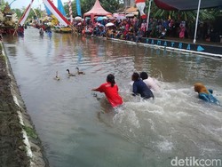 Makna Patriotis dari Lomba Tangkap Bebek di Hari Jadi Luwu ke-755