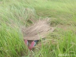 Tiga Hari Tidak Pulang ke Rumah, Gowinda Ditemukan Tak Bernyawa di Semak Belukar