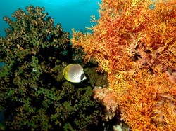 Hebohnya Puncak Festival Pesona Selat Lembeh 2016