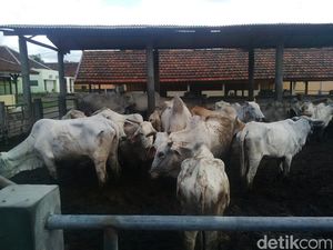 Mendag Ingin Harga Sapi Impor Australia Turun AUD 1/Kg, Apa Untungnya Buat RI?