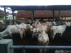 Mendag Ingin Harga Sapi Impor Australia Turun AUD 1/Kg, Apa Untungnya Buat RI?
