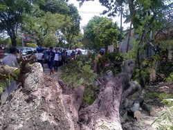 Nahas! Pemotor di Semarang Tewas Tertimpa Pohon Tumbang