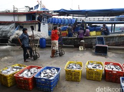 Ini Ikan yang Paling Banyak Dimakan Rakyat Indonesia