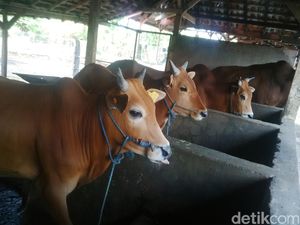 Kementan Ajak Pemkab Pasuruan Kerja Sama Penelitan dan Pengembangan Sapi Potong
