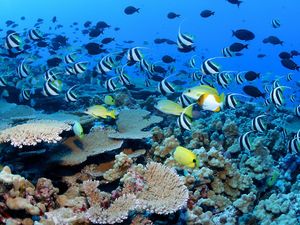 Kaya Akan Laut, Hawaii Punya Monumen Laut Terbesar