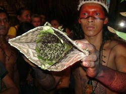 Semut dan Kejantanan Pria Amazon