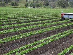 Ilmuwan Australia Ciptakan Robot Tanpa Internet Untuk Bantu Petani