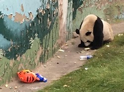 Heboh Foto Panda yang Makan Sampah di Kebun Binatang China