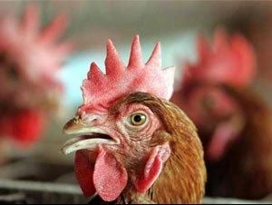 Harga Ayam di Pasar Naik, Mendag: Masih Wajar Karena Dulu Turun