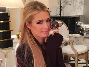 Paris Hilton Pamer Anjing Peliharaan Baru Seharga Rp 104 Juta
