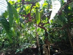 Begini Serunya Petik Kopi & Perah Susu Kambing Etawa di Banyuwangi