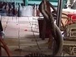 Dua Ular Piton Ini Tampak Bergumul di Dapur Warga Queensland