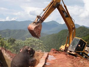 Selamatkan 3 Gajah Terjebak di Waduk China, Helikopter dan Ekskavator Dikerahkan Selamatkan 3 Gajah Terjebak di Waduk China, Helikopter dan Ekskavator Dikerahkan