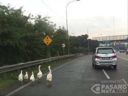 Awas! Ada Angsa Berkeliaran di KM 42 Tol JORR